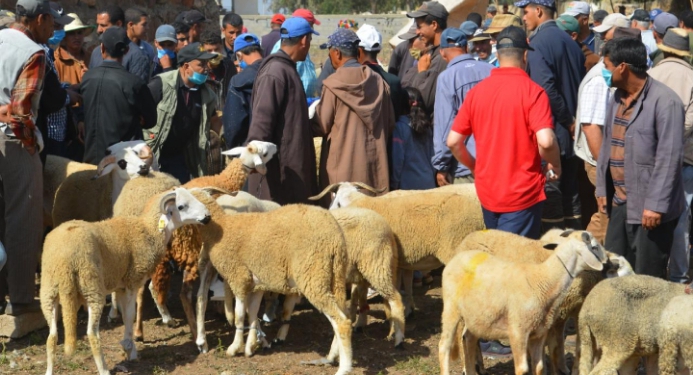 مانبقاوش نخلعو فالناس وخاص الشناقة يتقاو الله… الخير موجود وكلشي غايعيد والأثمنة فالأسواق راها مناسبة ووزارة الفلاحة تؤكد:” العرض يفوق الطلب بكثير”