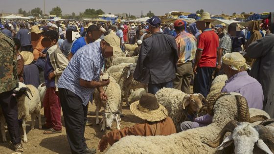 A merchant waits for buyers in Lagfaf market before celebrating the Muslim feast of Eid al-Adha at Lagfaf market near Khouribga central Morocco, Tuesday, Sept. 7, 2016. Eid al-Adha, or the Feast of the Sacrifice, marks the willingness of the Prophet Ibrahim (Abraham to Christians and Jews) to sacrifice his son. During the holiday, which in most places lasts four days, Muslims slaughter sheep and cattle, distribute part of the meat to the poor and eat the rest. (AP Photo/Abdeljalil Bounhar)