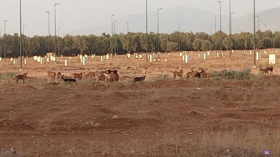 بزاف هدشي… انتشار غير مسبوق للكلاب الضالة بشوارع منزه الأطلس ببني ملال والساكنة تطالب الجماعة بإيجاد الحلول