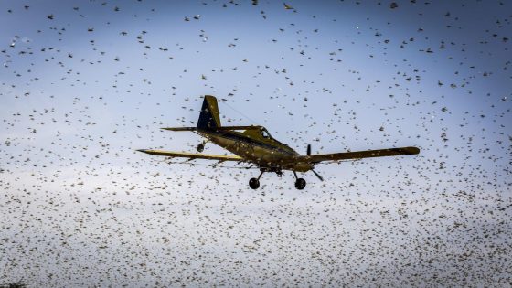 المغرب يستنفر طائراته لمواجهة هجوم الجراد على مناطق مغربية